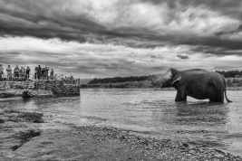 Kapiel-slonia-w-rzece-w-Nepalu