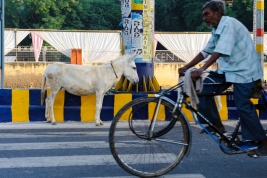 Osiolek-czekajacy-na-przejsciu-dla-pieszych-na-ulicy-w-Indiach