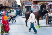 Ulica-w-Jaipur-Indie