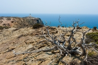 Krajobraz-z-martwym-drzewem-i-latarnia-morska-Prasonisi,-Rodos,-Grecja